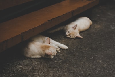 两个橙色短毛猫躺在灰色的表面
